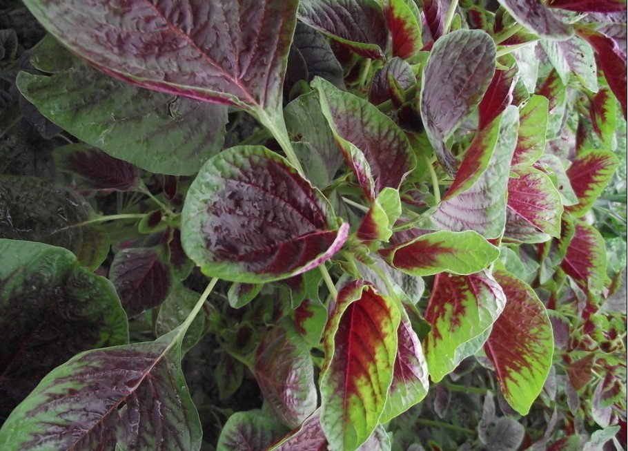 ���r��(y��u)�|(zh��)�h��